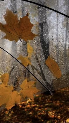 autumn leaves are seen through the window on a rainy day