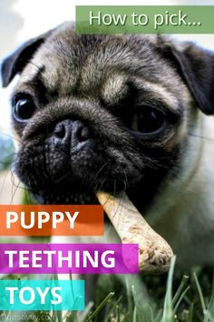 a small pug chewing on a toy in the grass with text overlay that reads, how to pick puppy teeth toys