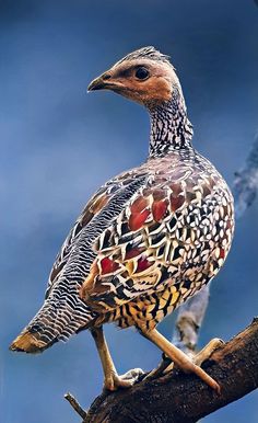 a bird sitting on top of a tree branch with blue sky in the back ground