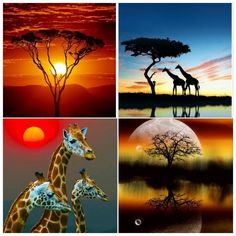 four different pictures of giraffes and trees at sunset