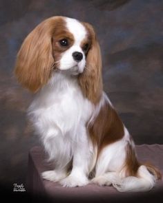 a brown and white dog sitting on top of a table next to a gray background