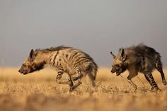 two hyenas are running in the dry grass with their heads turned to look like they're chasing each other