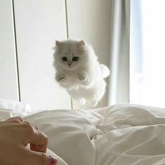 a white cat jumping up into the air on top of a bed