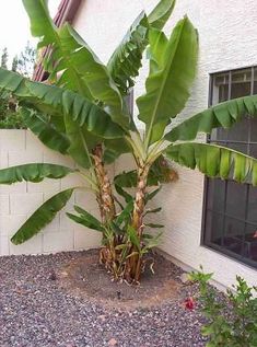 there is a small palm tree in the corner of this backyard area with gravel and rocks