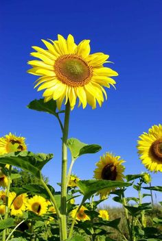 the sunflowers are blooming in the field with blue sky behind them and green leaves