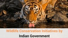 a tiger drinking water from a pond with rocks in the background and an ad for wildlife conservation