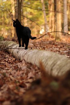 a black cat standing on a log in the woods