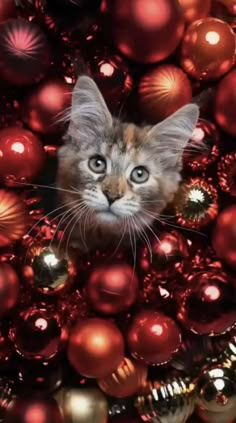 a kitten is peeking out from between red and gold ornaments on the ground, looking up at the camera