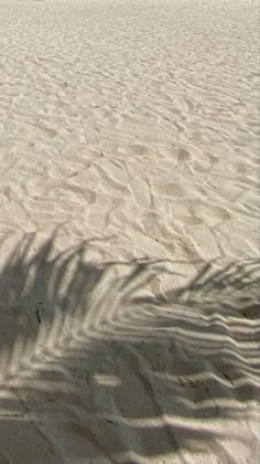 the shadow of a palm tree is cast on the sand