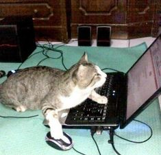 a cat laying on top of a laptop computer