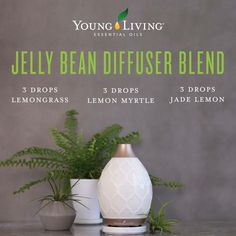 Aveda Diffuser Blend, Abundance Diffuser Blend, Yoga Diffuser Blend, Bug Diffuser Blend, Antiviral Diffuser Blend, Diffuser Blends Young Living, Lemon Myrtle