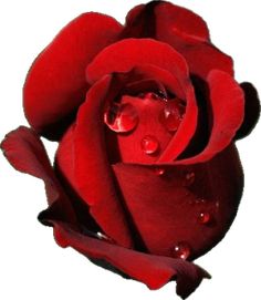 a red rose with water droplets on it