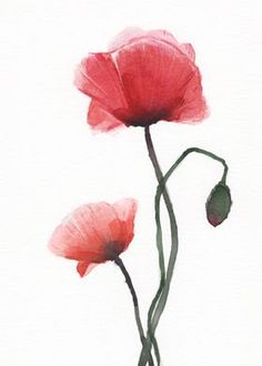 two red flowers on a white background with watercolors and pen drawing style art work