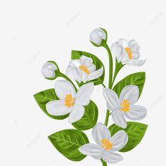 white flowers with green leaves on a white background, flower, illustration png and psd