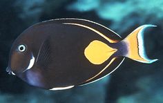 a black and yellow fish swimming in an aquarium