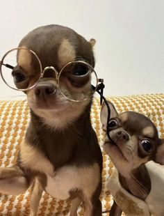 two small chihuahuas wearing glasses on a couch with one looking up at the camera