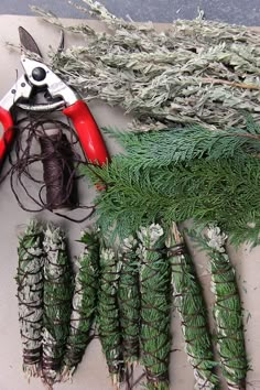 some branches and scissors are laying next to each other on a table with pine needles