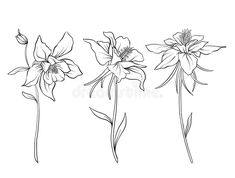 Flor Tattoo, Illustration Outline, Flower Line Drawings, Line Vector, Flower Outline