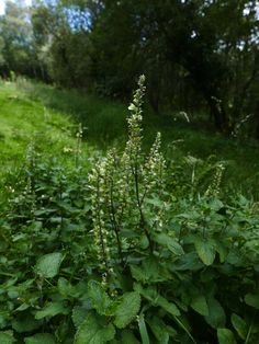 some very pretty green plants in the grass