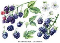 raspberries and blackberrys with leaves, flowers and buds on a white background