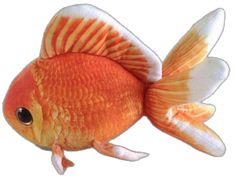 an orange and white fish with black eyes