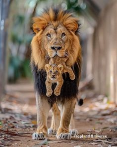 an adult lion walking with two baby lions