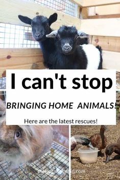 some animals that are in a cage and the words i can't stop brining home animals here are the latest rescues