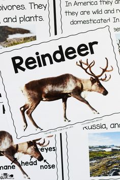 an image of reindeer pictures with words and pictures on them to help students understand what animals are in the wild