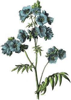 an illustration of blue flowers with green leaves