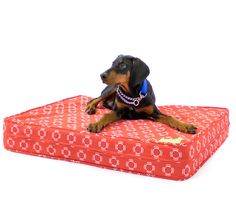 a black and brown dog laying on top of a red box with chain around it's neck