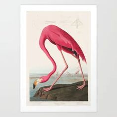 a pink flamingo standing on top of a rock next to the ocean and birds