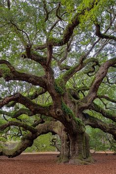 an old oak tree with lots of branches