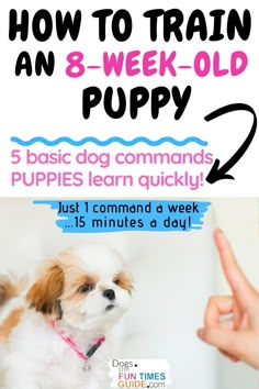 how to train an 8 - week - old puppy for puppies learn quickly