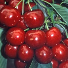 cherries are hanging from the tree with green leaves