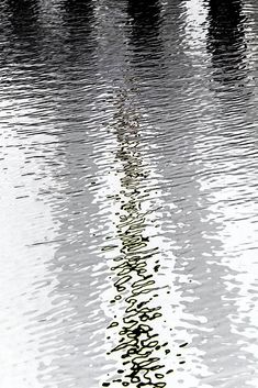 a bird is standing in the water with its reflection