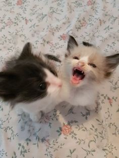 two small kittens playing on a bed with floral print sheets and white sheeting