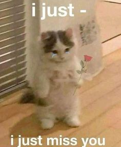 a cat standing on its hind legs with the caption just - i just miss you