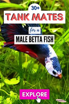 a betta fish in the grass with text overlay that reads 30 tank mates for a male betta fish explore