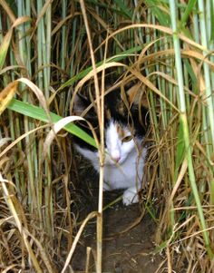 a black and white cat hiding in the tall grass