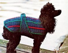 a black dog wearing a sweater standing on top of a wooden bench