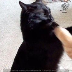 two cats playing with each other on the floor