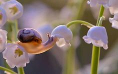 a snail is sitting on top of some flowers