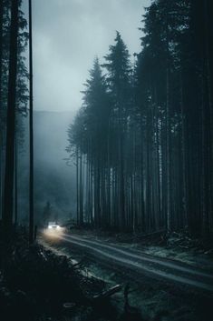 the car is driving down the road in the foggy forest with tall trees on both sides