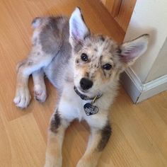 a small dog laying on the floor next to a door and looking at the camera