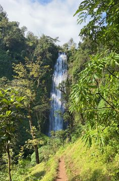 a dirt path leading to a waterfall in the jungle