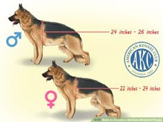 two german shepherd dogs standing side by side with their names and measurements in front of them