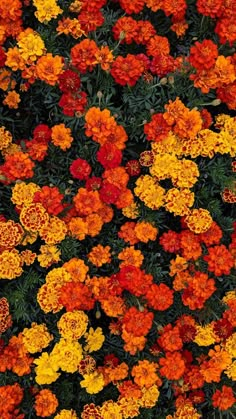 many orange and yellow flowers are in the ground together, as well as some green leaves