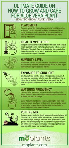 the ultimate guide to growing and care for aloe vera plants info graphic by molants com