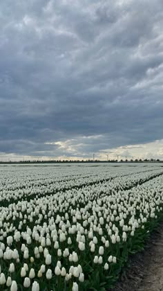 a field full of white tulips under a cloudy sky