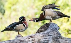 two wood ducks standing on top of a tree stump